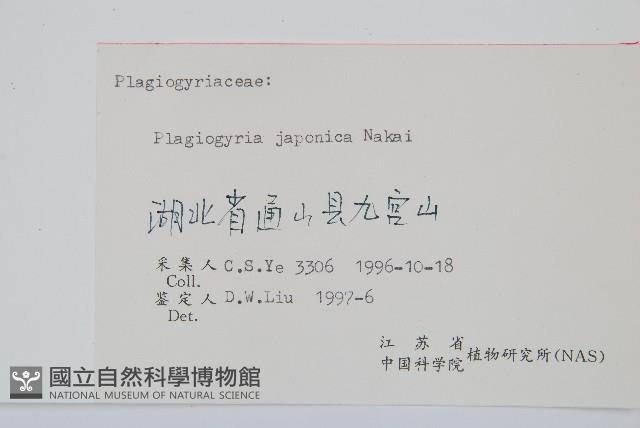 華東瘤足蕨藏品圖，第2張