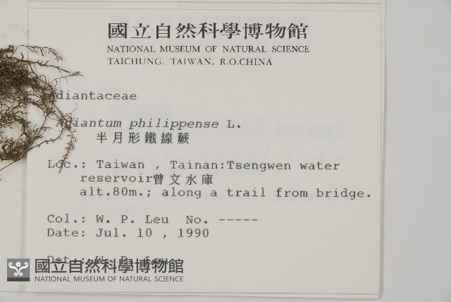 半月形鐵線蕨藏品圖，第2張