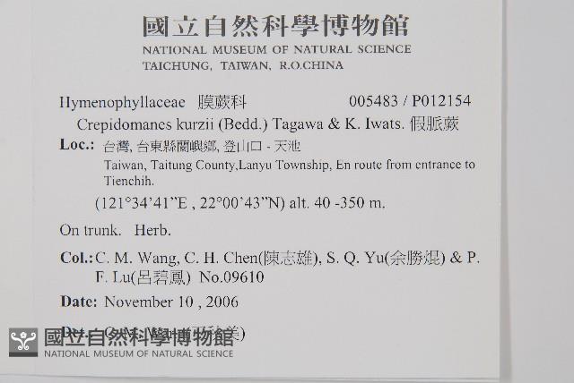 柯氏假脈蕨、假脈蕨藏品圖，第2張