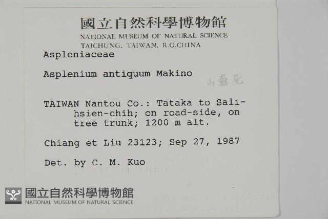 山蘇花藏品圖，第2張