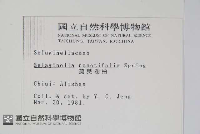 疏葉卷柏藏品圖，第2張