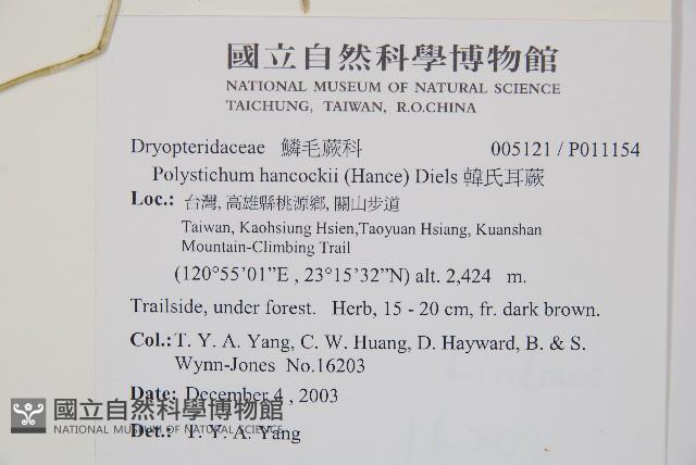 韓氏耳蕨藏品圖，第2張