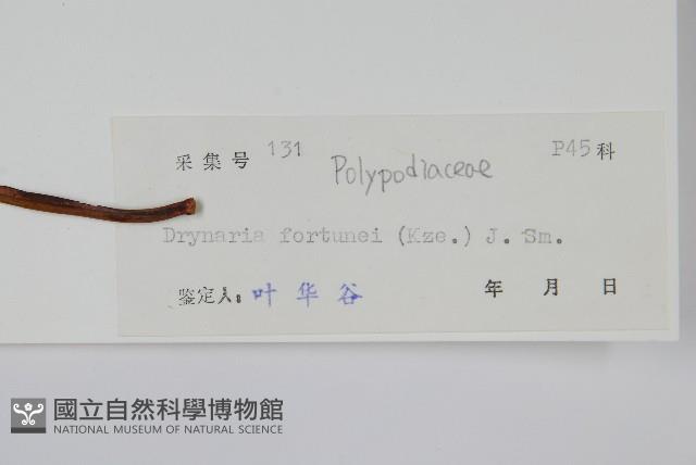 槲蕨藏品圖，第2張