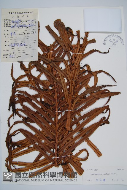 烏毛蕨藏品圖，第1張