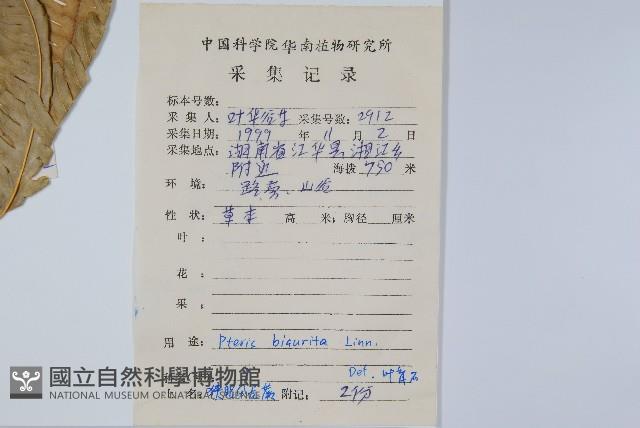 弧脈鳳尾蕨藏品圖，第2張