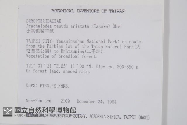 小葉複葉耳蕨藏品圖，第2張