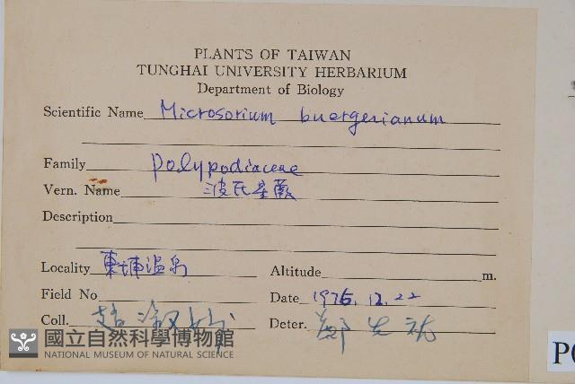 波氏星蕨藏品圖，第2張