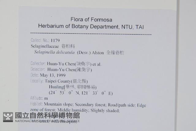 全緣卷柏藏品圖，第2張