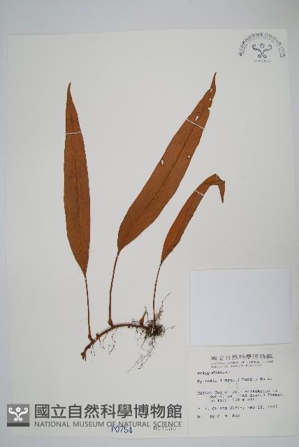 石葦藏品圖，第1張