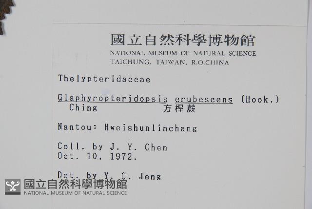 方桿蕨藏品圖，第2張