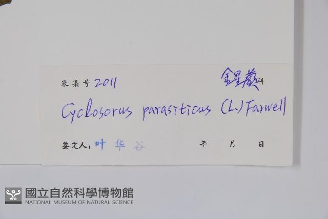 密毛毛蕨藏品圖，第2張