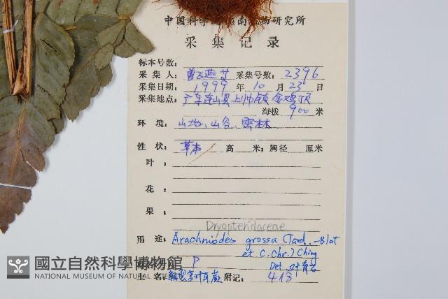 粗裂複葉耳蕨藏品圖，第2張