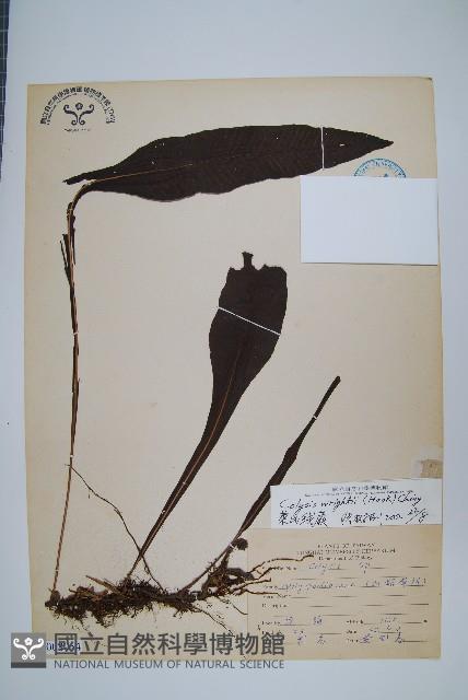 萊氏線蕨藏品圖，第1張