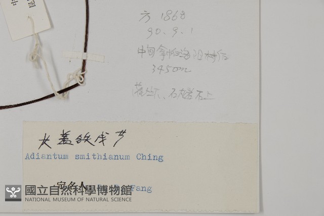長蓋鐵線蕨藏品圖，第5張