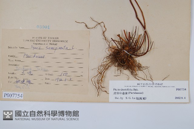 疏羽半邊旗藏品圖，第2張