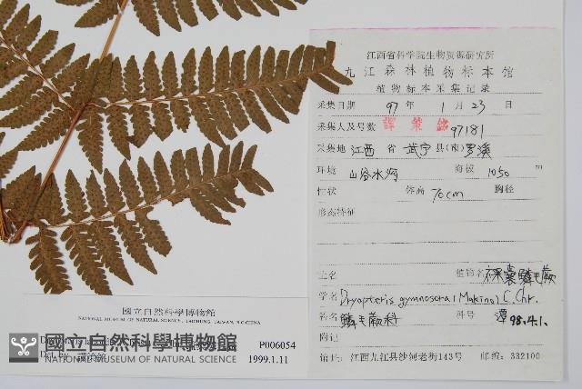 疏葉鱗毛蕨藏品圖，第2張