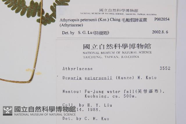 毛軸假蹄蓋蕨藏品圖，第2張