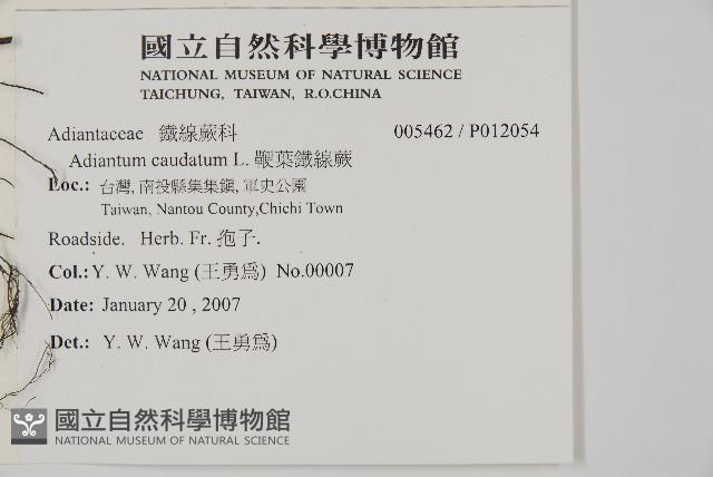 鞭葉鐵線蕨藏品圖，第2張