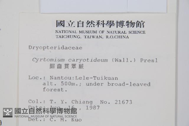 細齒貫眾蕨藏品圖，第2張