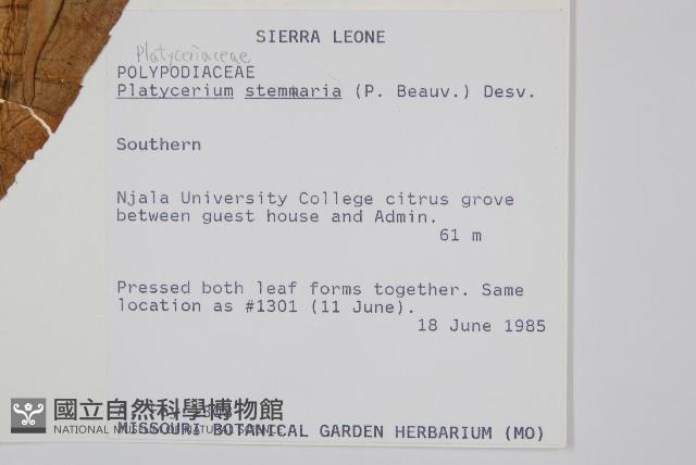 三角鹿角蕨藏品圖，第2張