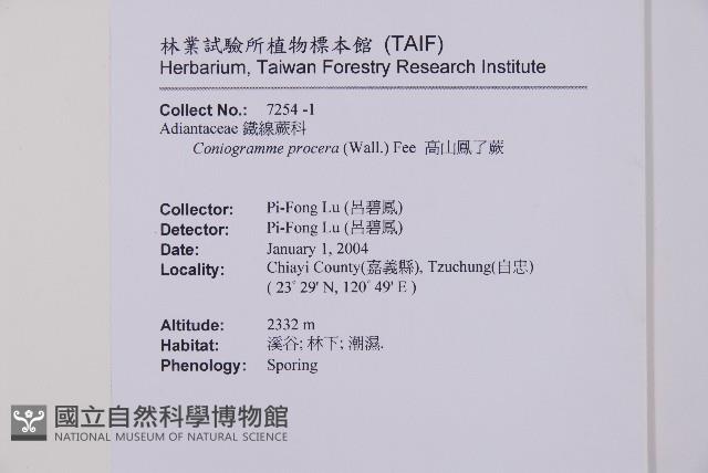 高山鳳丫蕨藏品圖，第2張