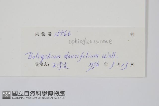 薄葉大陰地蕨藏品圖，第2張