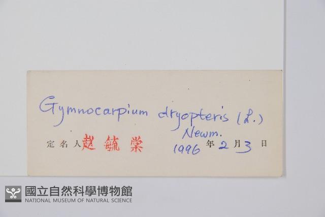 歐洲羽節蕨藏品圖，第2張