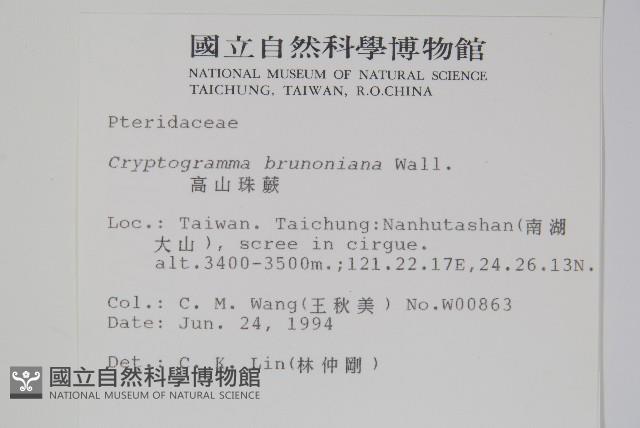 高山珠蕨藏品圖，第2張