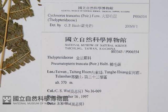 大葉毛蕨藏品圖，第2張