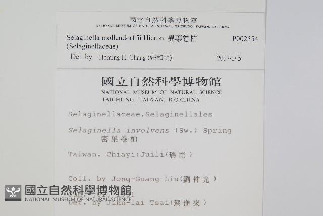 異葉卷柏藏品圖，第2張