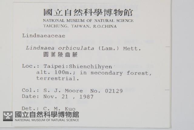 圓葉陵齒蕨藏品圖，第2張