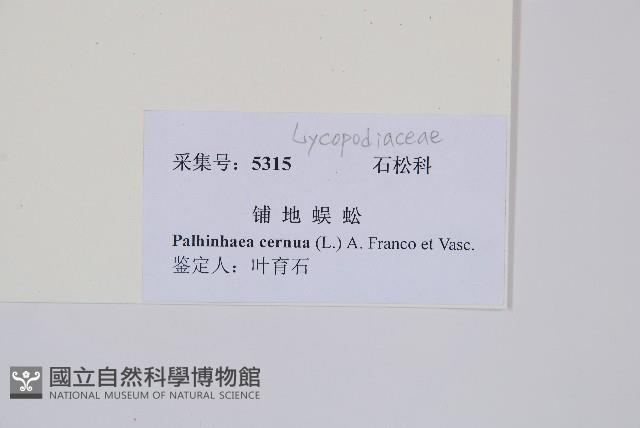 燈龍草藏品圖，第2張