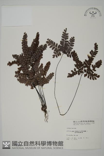 扇葉鐵線蕨藏品圖，第1張