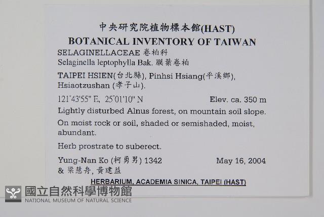 膜葉卷柏藏品圖，第2張