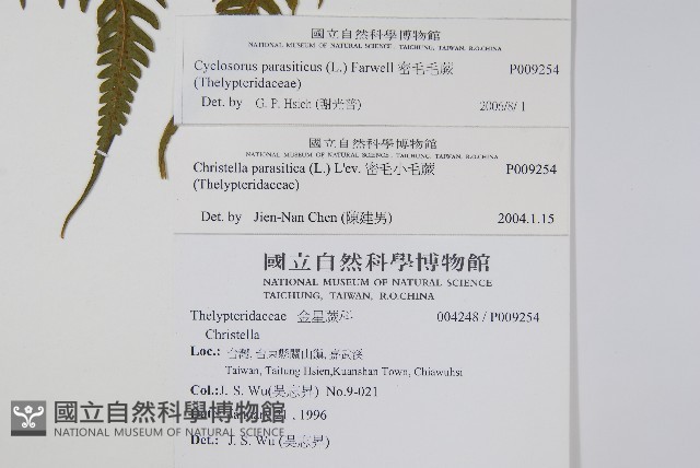 密毛毛蕨藏品圖，第2張