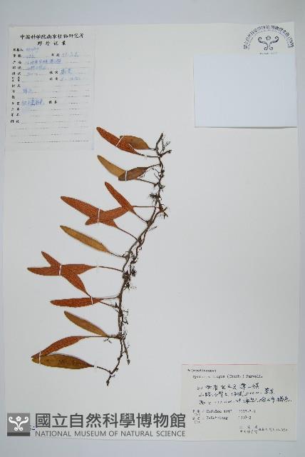 石葦藏品圖，第1張