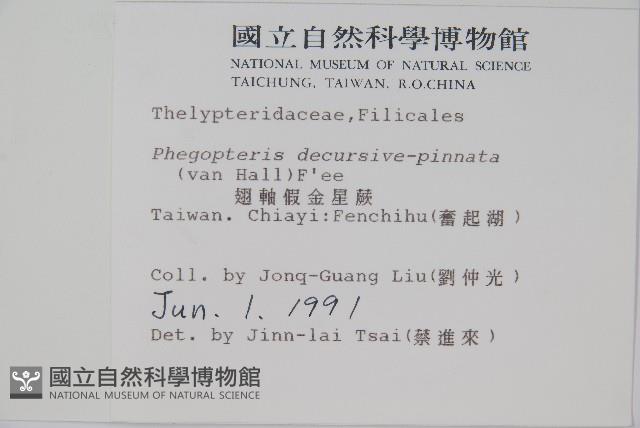 翅軸假金星蕨、短柄卵果蕨藏品圖，第2張
