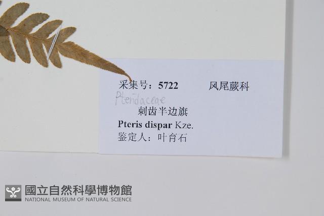 天草鳳尾蕨藏品圖，第2張