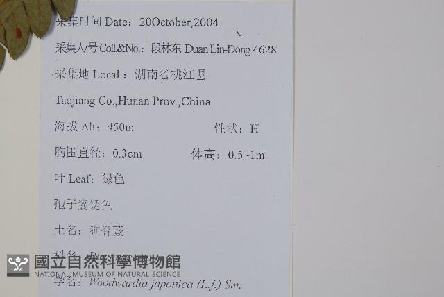 日本狗脊蕨藏品圖，第2張