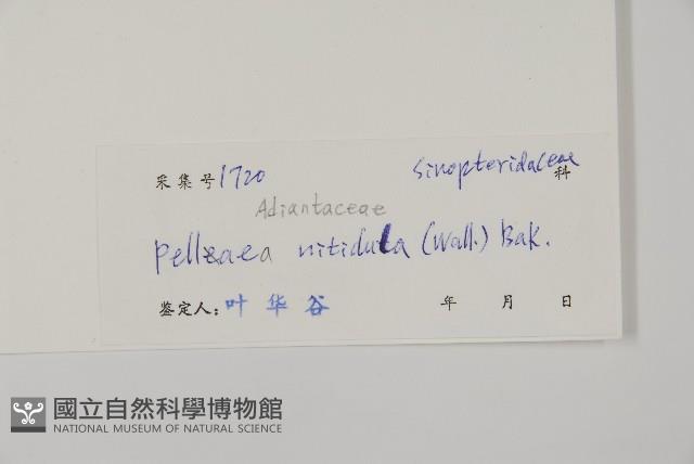 旱蕨藏品圖，第2張