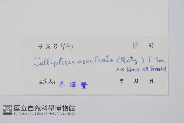 菜蕨藏品圖，第2張