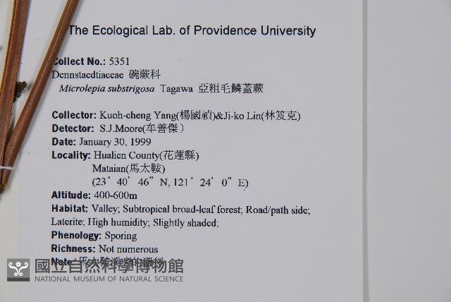亞粗毛鱗蓋蕨藏品圖，第2張