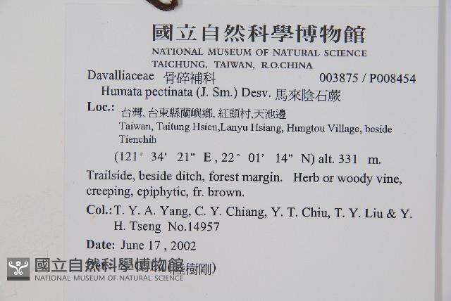 馬來陰石蕨藏品圖，第5張