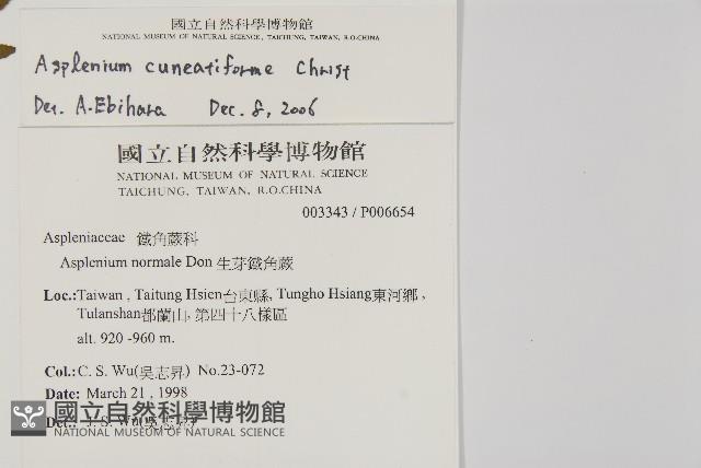 大蓬萊鐵角蕨藏品圖，第1張
