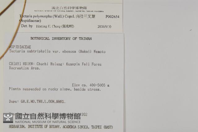 南投三叉蕨藏品圖，第2張