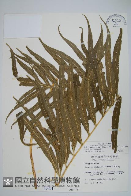 大線蕨藏品圖，第1張