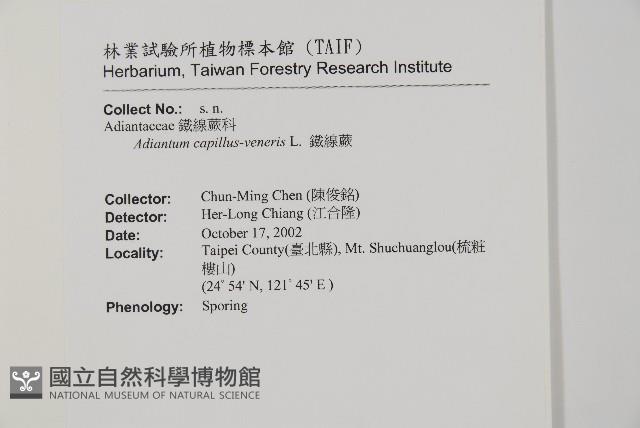 鐵線蕨藏品圖，第2張