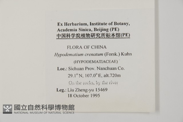 腫足蕨藏品圖，第2張