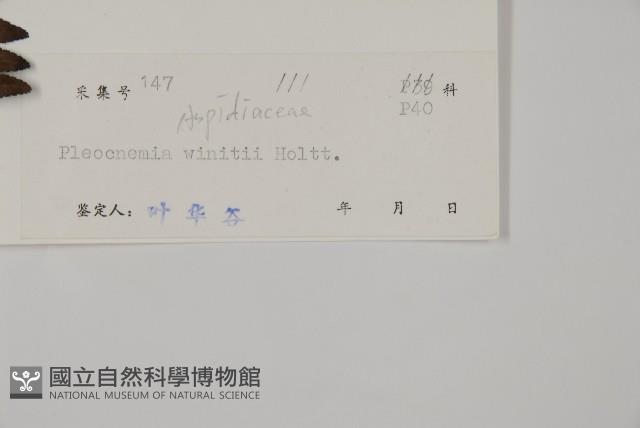 無苞蕨藏品圖，第2張