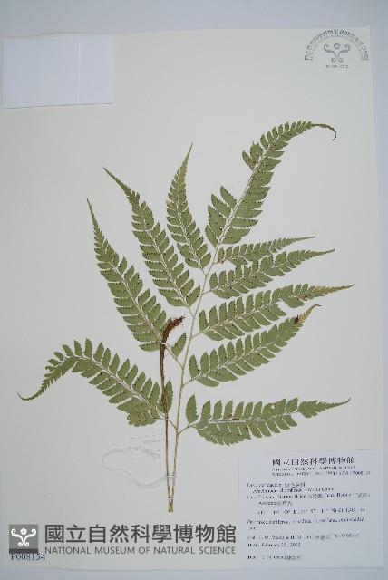 斜方複葉耳蕨藏品圖，第1張